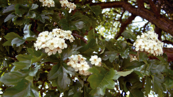 Crataegus Big Golden Star(Глог Голяма златна звезда)