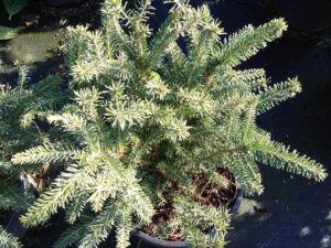Picea Abies Nidiformis(Смърч)-норвежки смърч