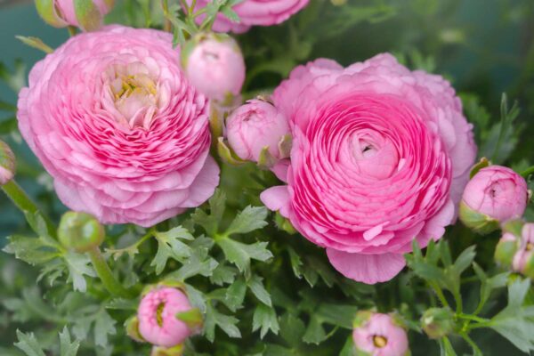 Ranunculus Pink(Лютиче розово)