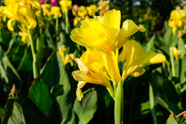 Canna Yellow(Канна)