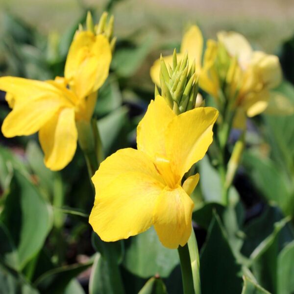 Canna Yellow(Канна)