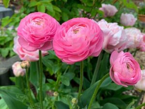 Ranunculus Pink(Лютиче розово)