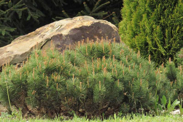 Pinus mugo(Пинус Муго)