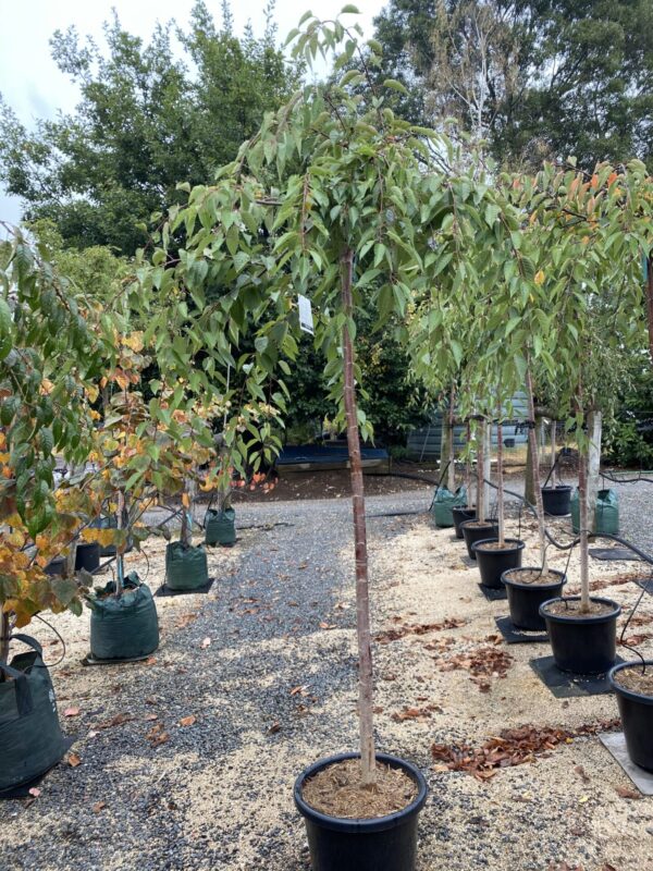 Prunus'Pendula Rubra'(Плачещо черешово дърво)