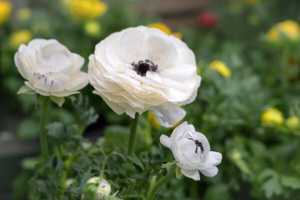 Ranunculus White (Лютиче)