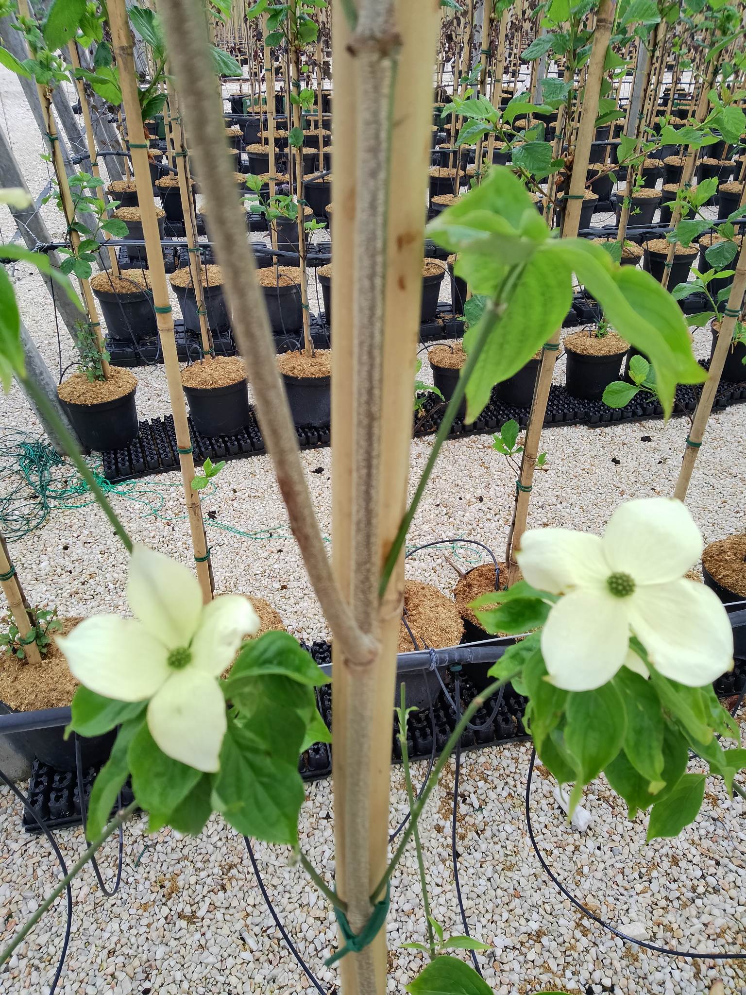 Cornus Rutdan (Корнус Рутдан) | Растения за градината