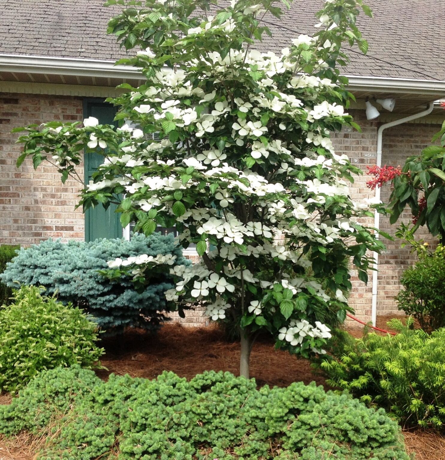 Cornus Rutdan (Корнус Рутдан) | Растения за градината