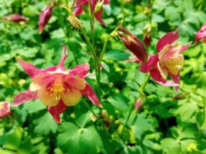 Aquilegia Red Yellow (Аквилегия червено-жълта)