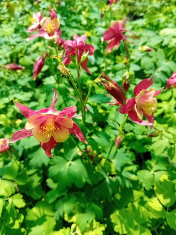 Aquilegia Red Yellow (Аквилегия червено-жълта)