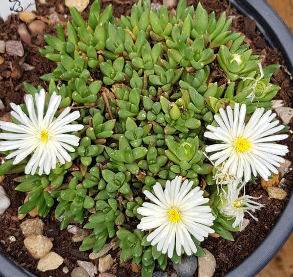 Delosperma 'Graaf Reinet'(Делосперма бяла)