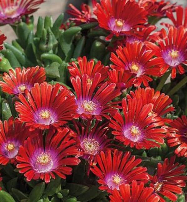 Delosperma Sundella Red(Делосперма червена)