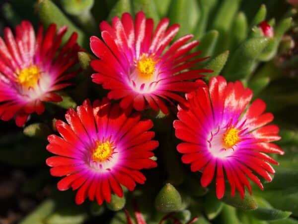 Delosperma Sundella Red(Делосперма червена)