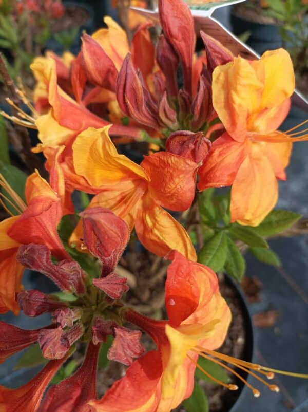 Azalea deciduous Golden Eagle(Азалия златен орел)