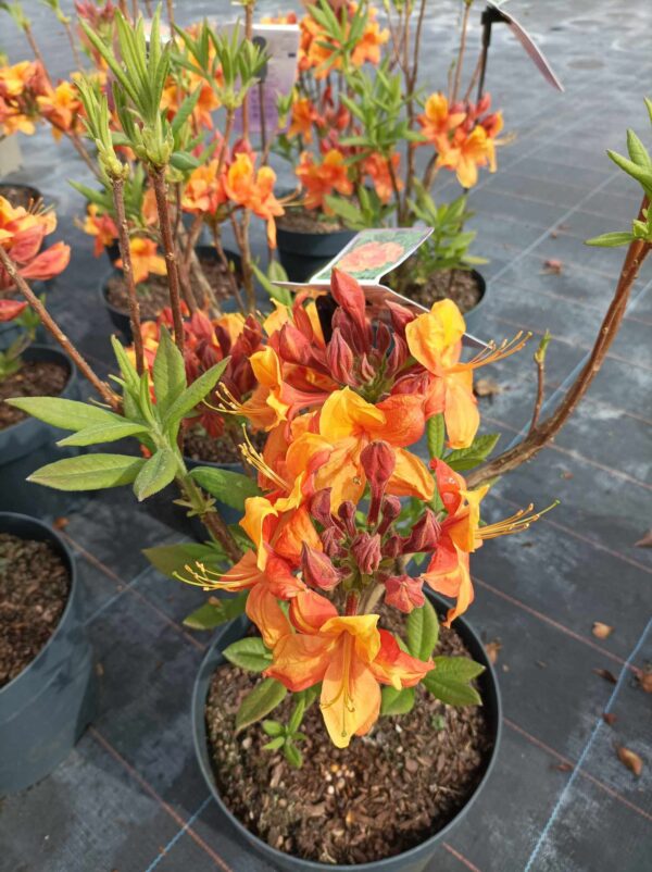 Azalea deciduous Golden Eagle(Азалия златен орел)