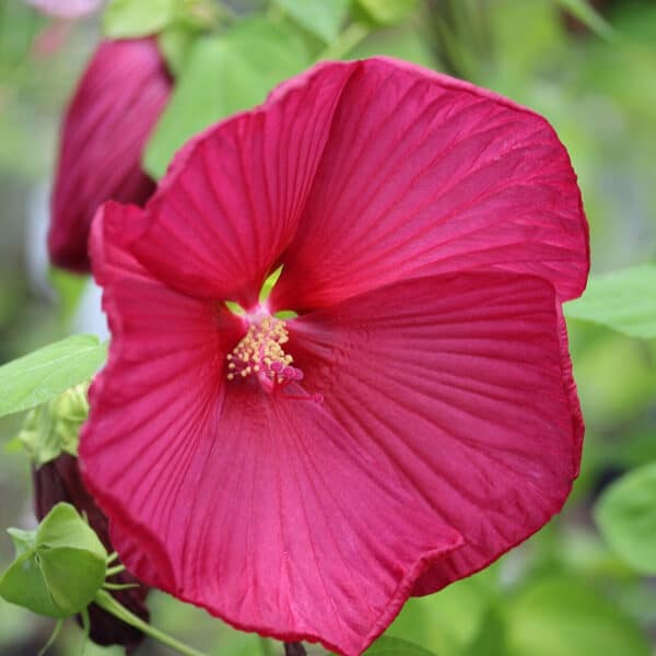 Hibiscus Luna Red(Хубискус Луна)