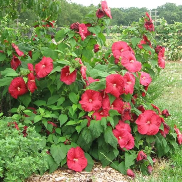 Hibiscus Luna Red(Хубискус Луна)