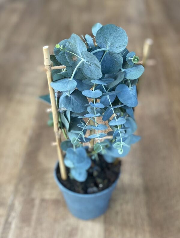 Eucalyptus cinerea(Евкалипт Сребърен долар)