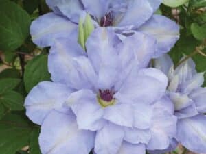 клематис Clematis 'Blue Cotillion'(Клематис син Котилион)