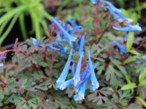 Corydalis 'Blue Heron'Коридалис блу Херон-е многогодишен вид,подходящ за засаждане в предни позиции.Електиково-сините цветове се появяват през началото налятото до края на есента.Нещо повече, цветята са прекрасно ухаещи! Достига височина до 30см.