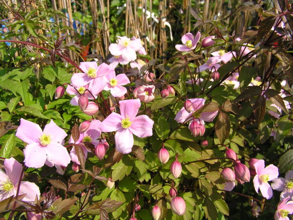 Clematis Mayleen(Клематис монтана мейлен)