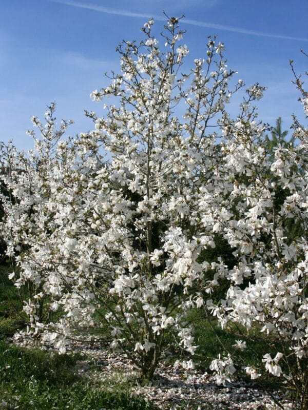 Magnolia loebneri Merrill