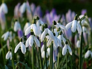 Galanthus Worowonii(Кокиче)