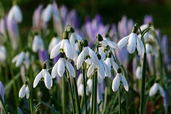 Galanthus Worowonii(Кокиче)