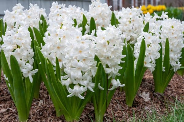 Hyacinthus Aiolos(Зюмбюл Айлос)