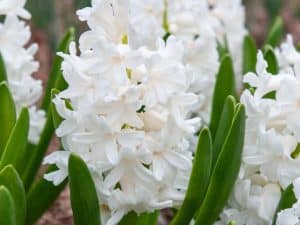 Hyacinthus Aiolos(Зюмбюл Айлос)