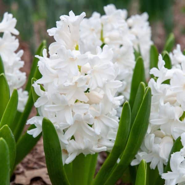 Hyacinthus Aiolos(Зюмбюл Айлос)