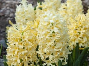 Hyacinthus Jipsy Princess(Зюмбюл циганска принцеса)