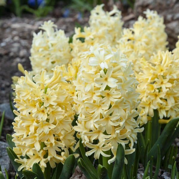 Hyacinthus Jipsy Princess(Зюмбюл циганска принцеса)