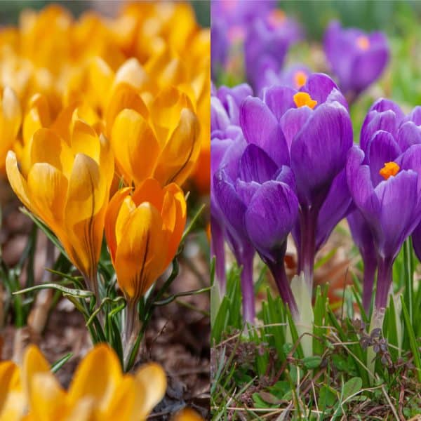 Crocus Mixed(Минзухар)-Минзухарът