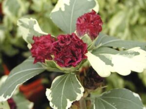 Hibiscus syriacus purpureus Variegatus(Хибискус вариегатен)