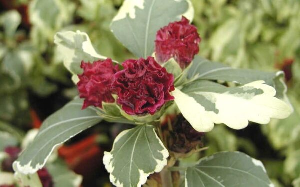 Hibiscus syriacus purpureus Variegatus(Хибискус вариегатен)