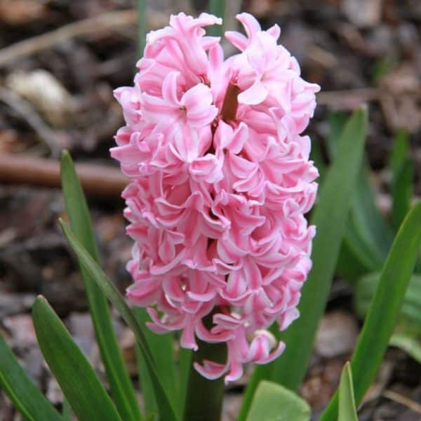 Hyacinthus Fondant(Зюмбюл Фондант)