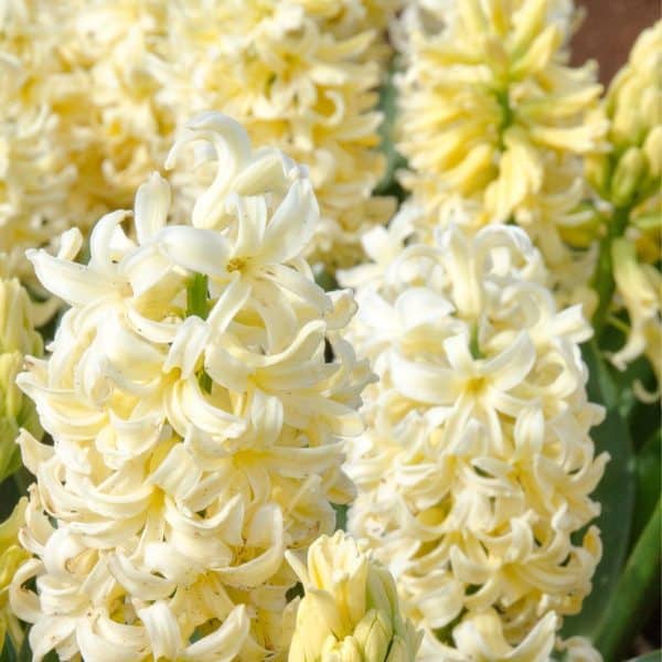 Hyacinthus Jipsy Princess(Зюмбюл циганска принцеса)