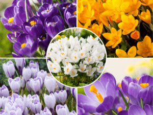 Crocus Mixed(Минзухар)-Минзухарът