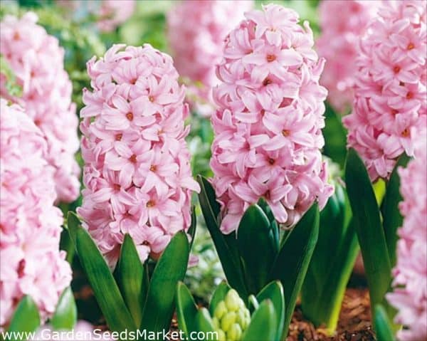 Hyacinthus Fondant(Зюмбюл Фондант)