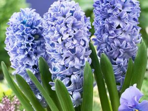 Hyacinthus Delft’s Blue(Зюмбюл Делфтско синьо)