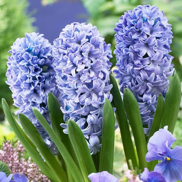 Hyacinthus Delft’s Blue(Зюмбюл Делфтско синьо)