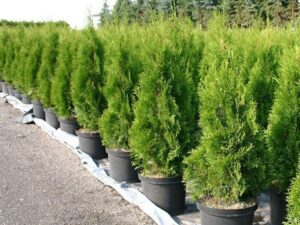 Thuja "Columnaris"(Туя Кулумнарис)