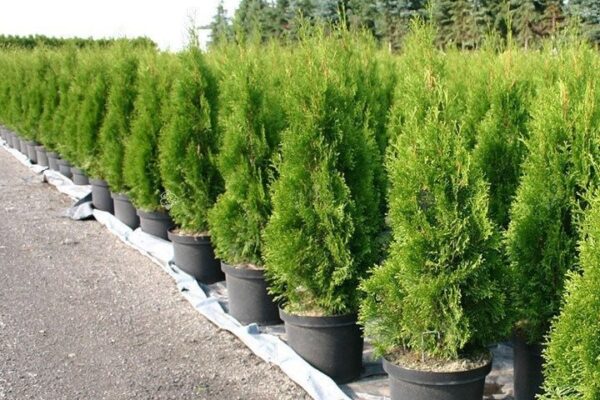 Thuja "Columnaris"(Туя Кулумнарис)