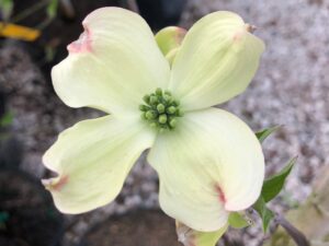 Cornus Florida(Корнус Флорида)