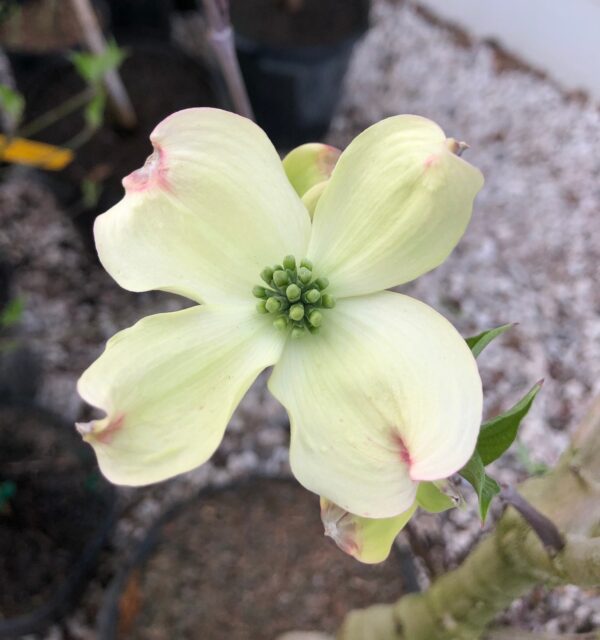 Cornus Florida(Корнус Флорида)