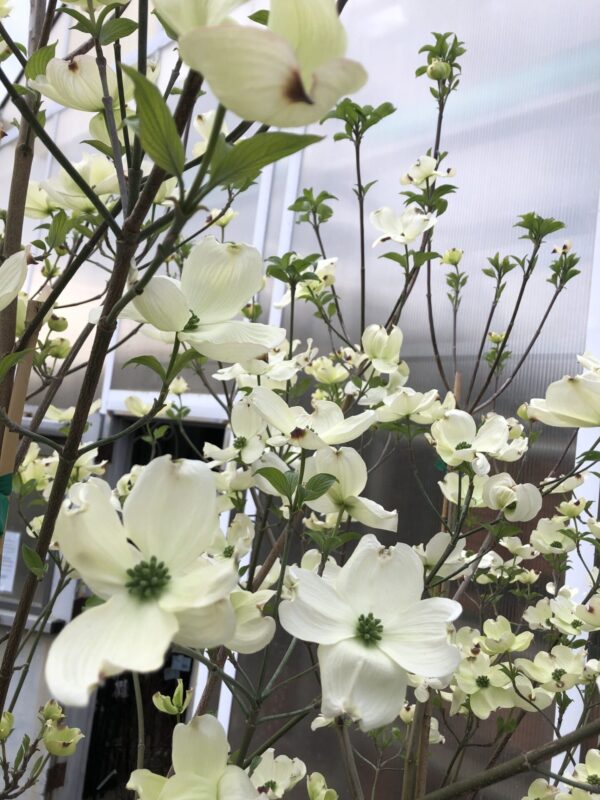 Cornus Florida(Корнус Флорида)