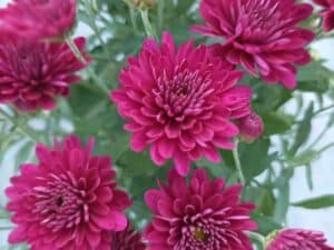 Chrysanthemums(Хризантема кълбовидна)