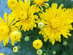 Chrysanthemums(Хризантема кълновидна)