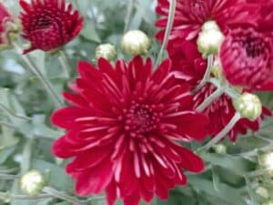 Chrysanthemums(Хризантема кълновидна)