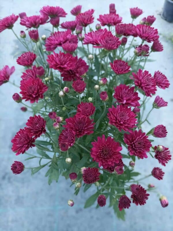 Chrysanthemums(Хризантема кълбовидна)